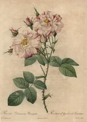 Rosa damascena rosa y blanca, Rosa damascena