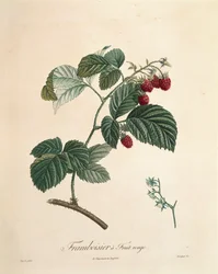 Frambuesa por Pierre Joseph Redouté (1759-1840)