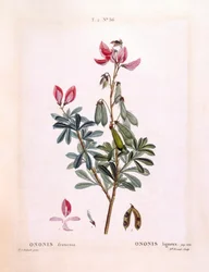 Restharrow (Ononis fruticosa), Henry Louis Duhamel du Monceau, placa botánica por Pierre Joseph Redouté
