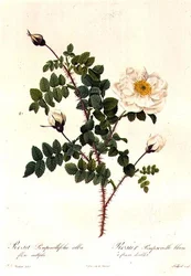 Rosa Pimpinellifolia Alba Flore Multiplei
