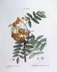 Serbal o fresno de montaña europeo (Sorbus aucuparia), Henry Louis Duhamel du Monceau, placa botánica por Pierre Joseph Redouté