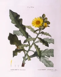 Cardos (Sonchus fruticosus), placa botánica de Pierre Joseph Redouté