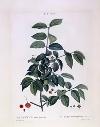 Bonetero (Euonymus verrucosus), placa botánica de Pierre Joseph Redouté