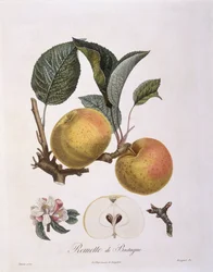 Manzana (Malus domestica), variedad Bourgogne, placa botánica de Pierre Antoine Poiteau