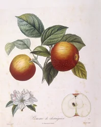 Manzana "Pomme de chataignier", placa botánica de Pierre Antoine Poiteau