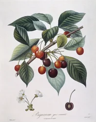 Cerezo (Prunus avium) "Bigarreau" Henry Louis Duhamel du Monceau, placa botánica por Pierre Antoine Poiteau