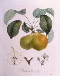 Pera "Bergamota" Henry Louis Duhamel du Monceau, lámina botánica por Pierre Antoine Poiteau