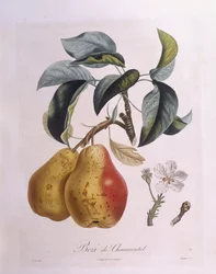 Pera "Bezi de Chaumontel", placa botánica por Pierre Antoine Poiteau