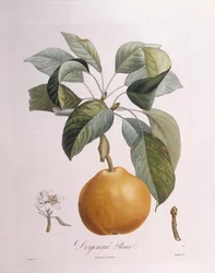 Pera "Doyenné roux" Henry Louis Duhamel du Monceau, lámina botánica por Pierre Antoine Poiteau