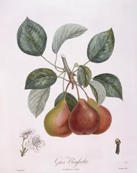 Pera "Gros Rousselet" Henry Louis Duhamel du Monceau, lámina botánica por Pierre Antoine Poiteau