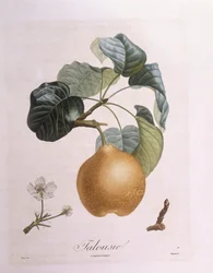 Pera "Talousie", Henry Louis Duhamel du Monceau, placa botánica por Pierre Antoine Poiteau