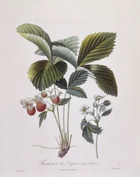 Fresa de Virginia (Fragaria virginiana), Henry Louis Duhamel du Monceau, placa botánica por Pierre Antoine Poiteau