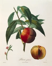Durazno amarillo (Pavie Jaune) por Antoine Poiteau