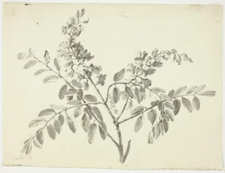 La rama en flor