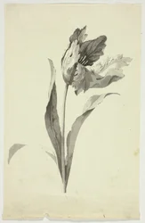 Tulipán