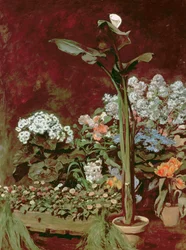 Lirios y plantas de invernadero