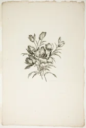 Ramo con tulipanes, de la colección de diferentes ramos de flores, inventado y dibujado por Jean Pillement y grabado por P. C. Canot