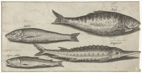 Sábalo, esturión, eperlano y arenque Pesca (título de la serie) Iconos de Piscium vivae (título de la serie)
