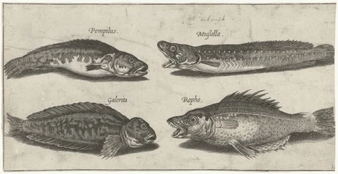 Brótola, mero, babosa cornuda y un pez negro; Peces (título de la serie); Piscivm vivae icones (título de la serie)
