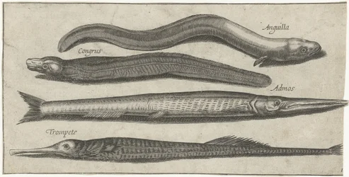 Aguja, pez pipa, anguila y una anguila Pesca (título de la serie) Iconos de Piscium vivae (título de la serie)