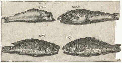 Gobio, bogo, pescadilla y otro pez Pesca (título de la serie) Iconos de Piscivm vivae (título de la serie)