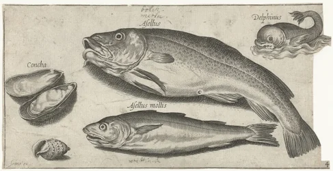 Bacalao, pescadilla, delfín y conchas Pesca (título de la serie) Iconos de Piscium vivae (título de la serie)