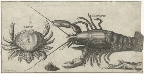 Langosta, cangrejo, salamandra y concha Pesca (título de la serie) Iconos de Piscium vivae (título de la serie)