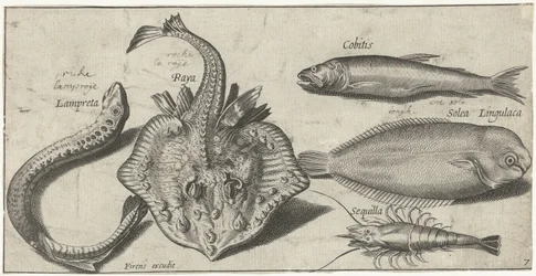 Raya, lamprea de mar, camarones y otros dos peces Pesca (título de la serie) Iconos de Piscivm vivae (título de la serie)
