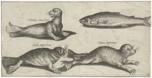 Dos focas, un león marino y un salmonete Pesca (título de la serie) Iconos de Piscivm vivae (título de la serie)