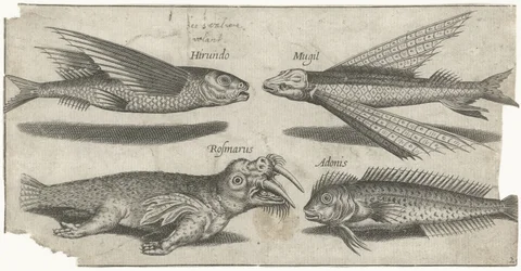 Ronco volador, bulto, blenio y una morsa Pesca (título de la serie) Iconos de Piscivm vivae (título de la serie)