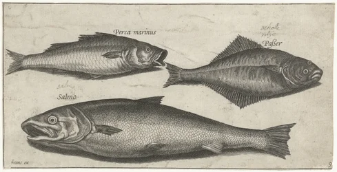 Lubina, lenguado y salmón Pesca (título de la serie) Iconos de Piscium vivae (título de la serie)