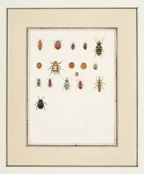 Escarabajos, c.1755-65 (acuarela sobre papel)
