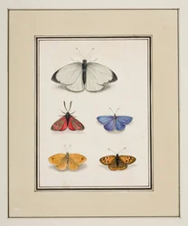 Mariposas, c.1755-65 (acuarela sobre papel)