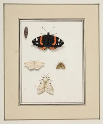 Mariposas, c.1755-65 (acuarela sobre papel)