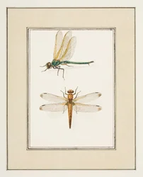 Libélulas, c.1755-65 (acuarela sobre papel)