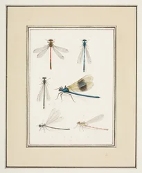 Libélulas, c.1755-65 (acuarela sobre papel)