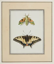 Polilla halcón y mariposa cola de golondrina del Viejo Mundo, c.1755-65 (acuarela sobre papel)