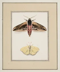 Polilla del aligustre y azufre común, c.1755-65 (acuarela sobre papel)