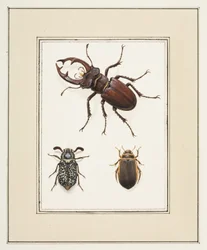 Escarabajos ciervo, pinzón y geelgerande, c.1755-65 (acuarela sobre papel)