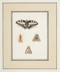 Mariposa cola de golondrina, mosca de mayo y dos polillas, c.1755-65 (acuarela sobre papel)