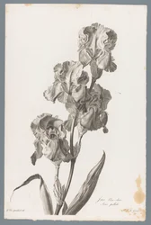 Lirio de Dalmacia
Iris bleu-clair / Iris pallida (título en el objeto)
Fleurs dessinées d