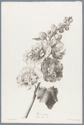 Stokroos
Rose-tremiere / Alcea rosea L. (título en el objeto)
Flores extraídas de la naturaleza (...) (título de la serie)