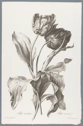 Tulp
Tulipán de jardín / Tulipa gesneriana L. (título en el objeto)
Flores dibujadas del natural (...) (título de la serie)