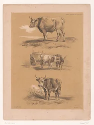 Tres estudios sobre bueyes y carros de bueyes
Estudios sobre animales de Cooper (título de la serie)
Études d