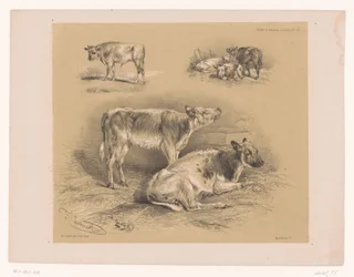 Drie studies van runderen
Dierstudies van Cooper (título de la serie)
Études d