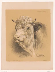 Estudio de un buey
Estudios sobre animales de Cooper (título de la serie)
Études d