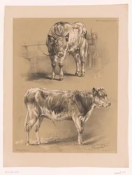 Twee studies van een rund
Dierstudies van Cooper (título de la serie)
Études d