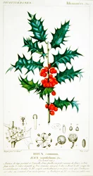Acebo (Ilex aquifolium) placa botánica, c.1820