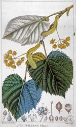 Tilo blanco, c.1850 (grabado)
