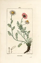 Piretro africano - Pellitory de España, Anthemis pyrethrum (Anacyclus pyrethrum) con flores, hoja, tallo y raíces. Grabado en cobre a mano coloreado por Lambert Junior de un dibujo de Pierre Jean-Francois Turpin de 